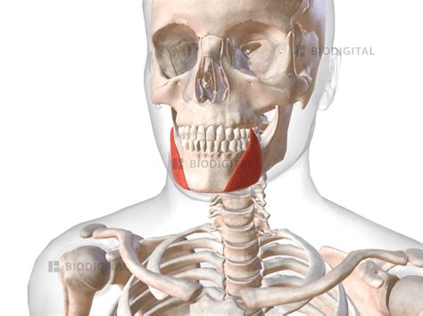 Depressor Anguli Oris: Mastering Facial Muscle Control for Perfect Expressions