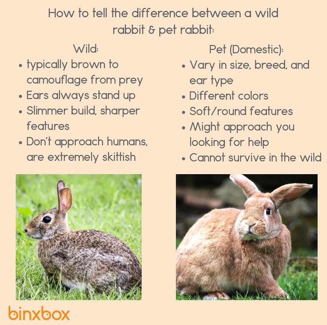 Domestic Vs Wild Animals: What's The Real Difference