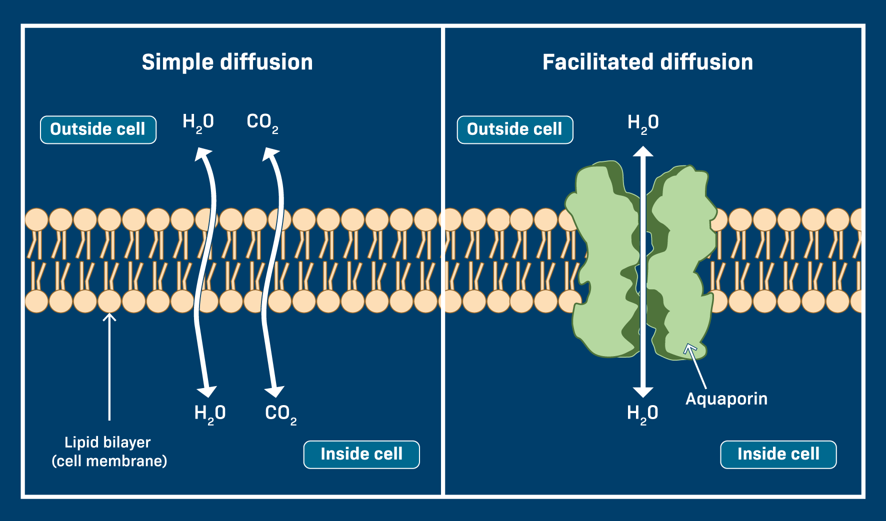 Diffusion Equation