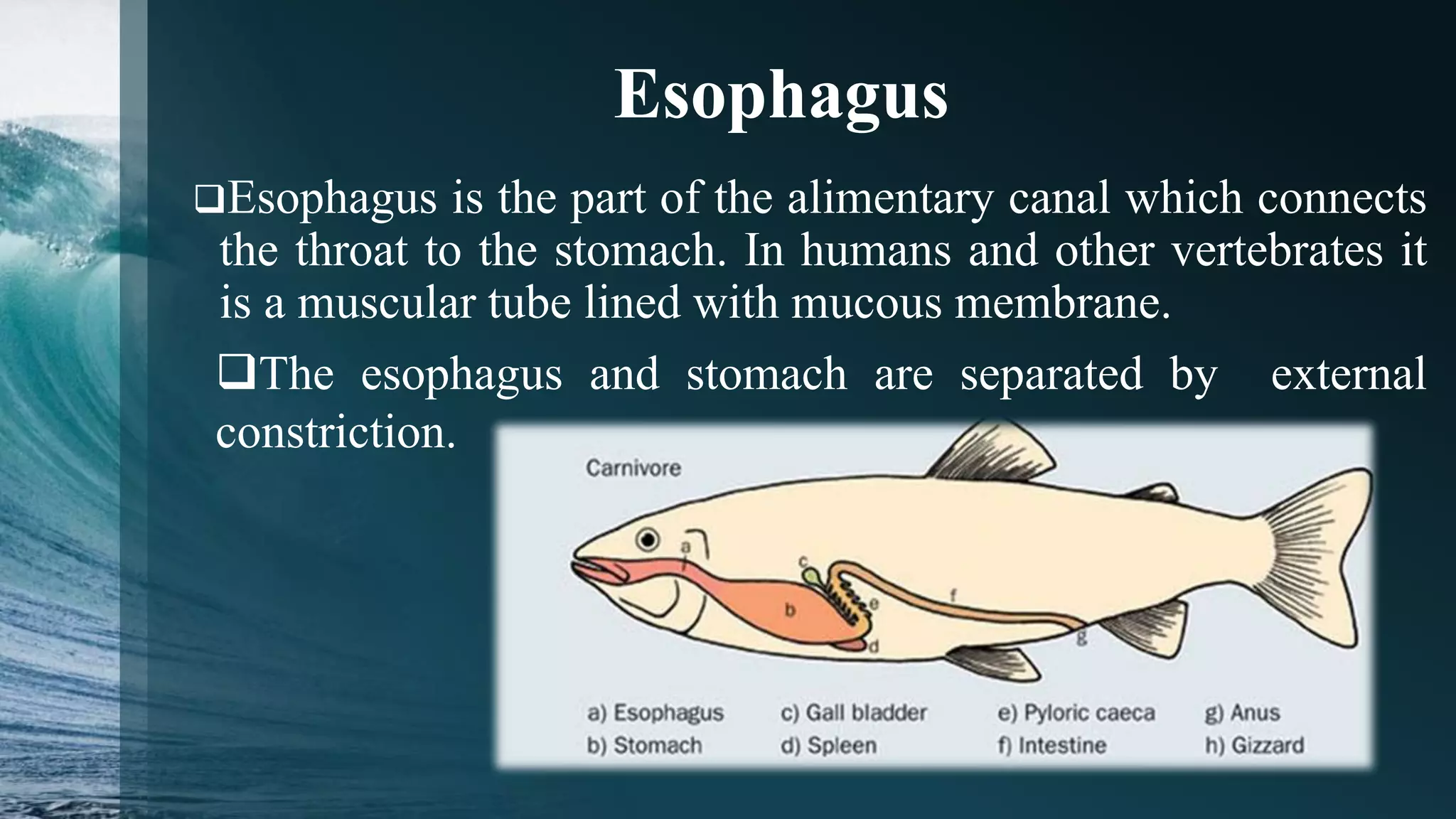 Inside The Digestive System Of Fish: How They Process Food