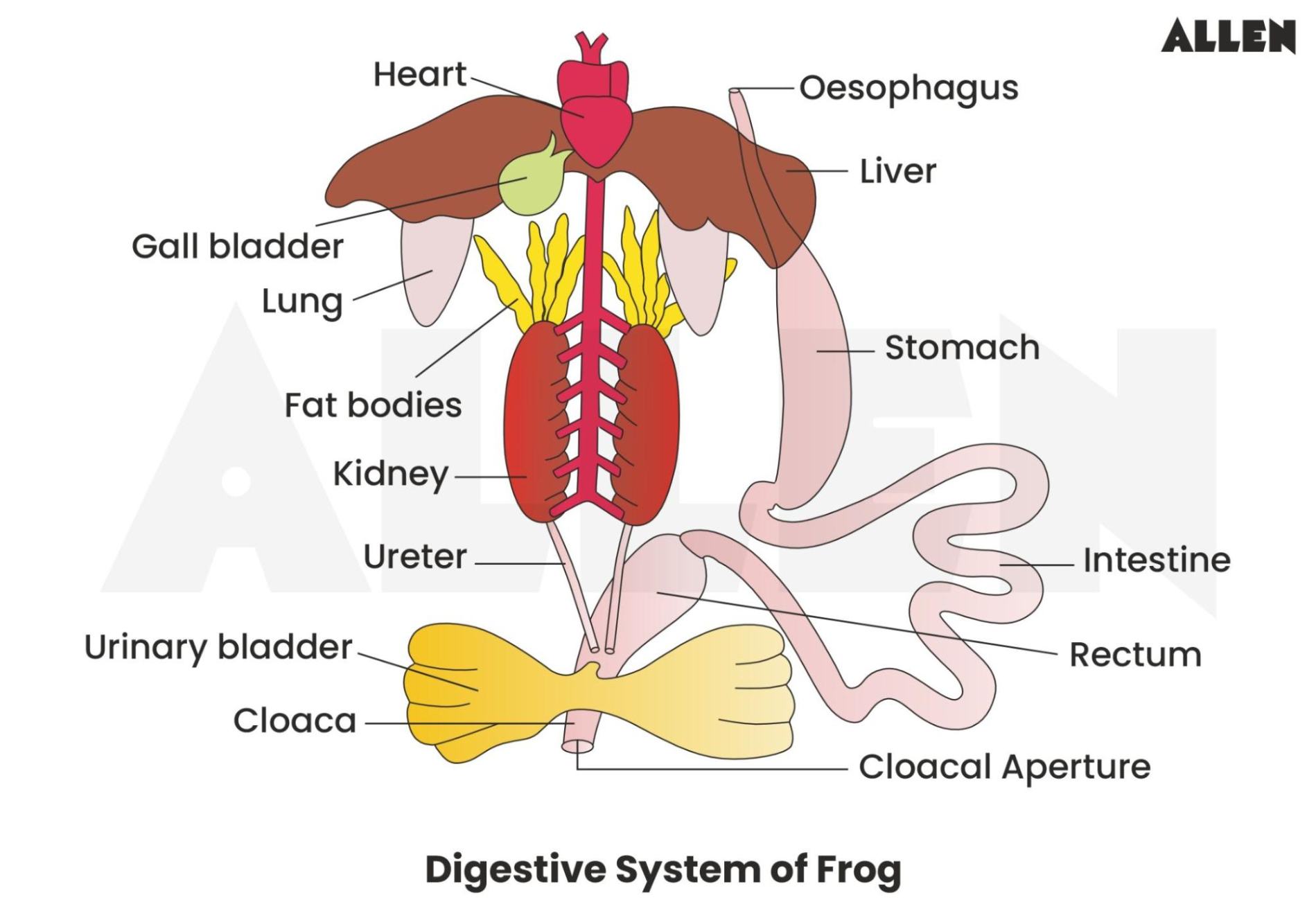 10 Key Points To Master The Digestive System Of Frog Class 11 Notes