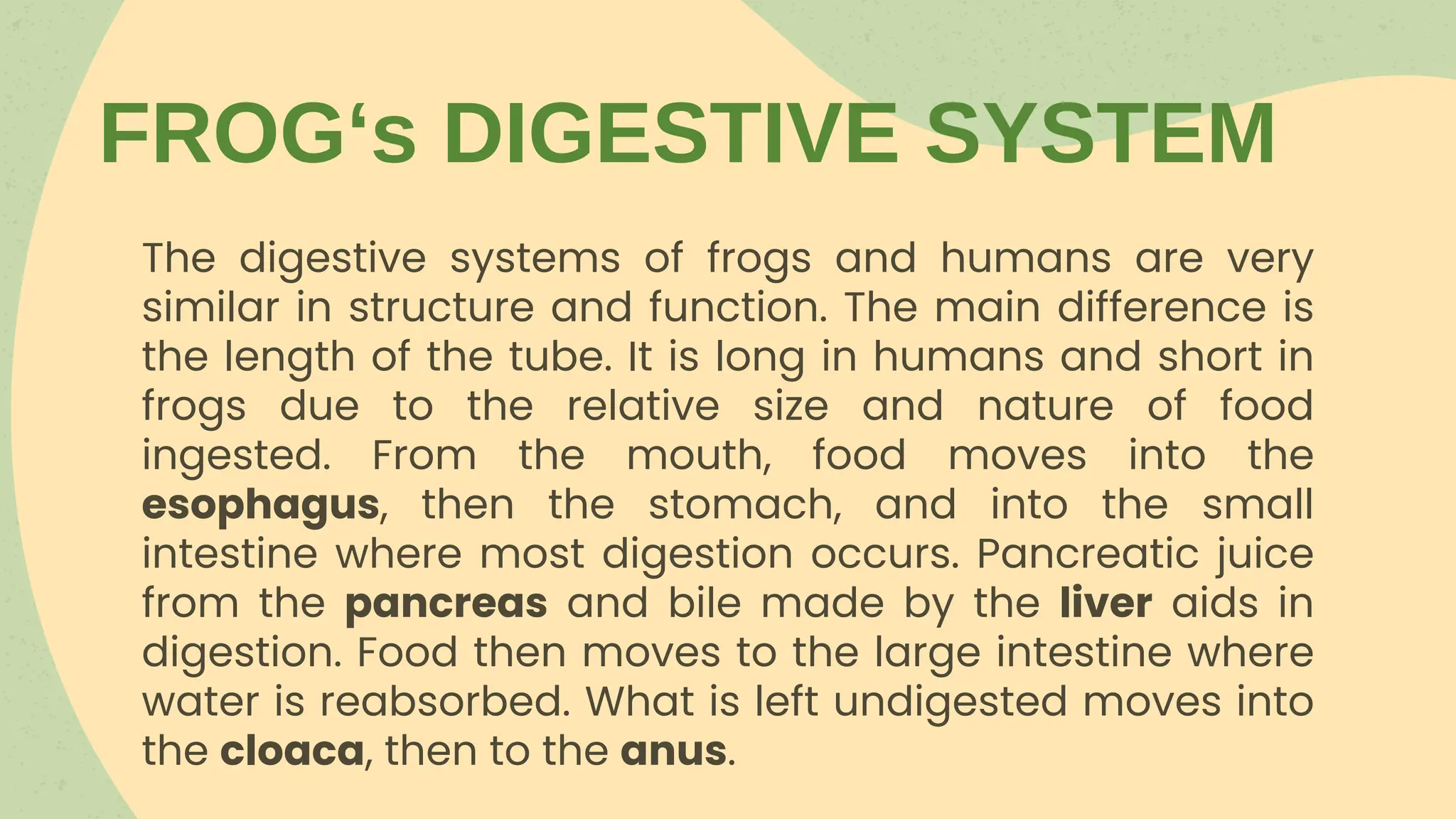 Understanding The Digestive System Of A Frog Anatomy Explained