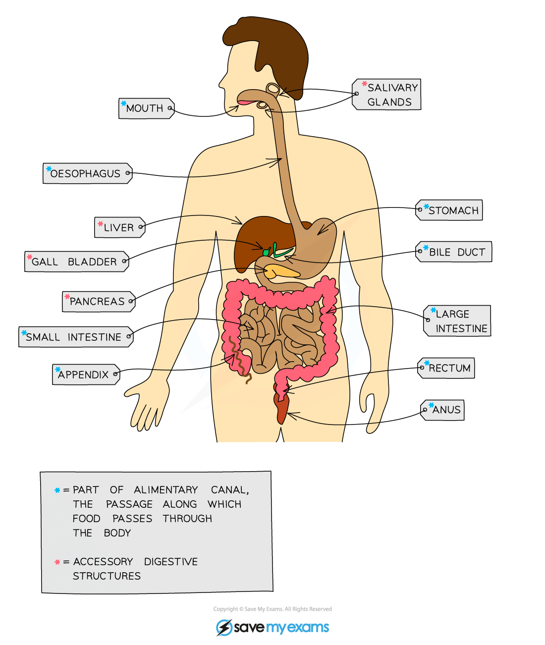 Easy Guide To The Digestive System For Year 9 Biology