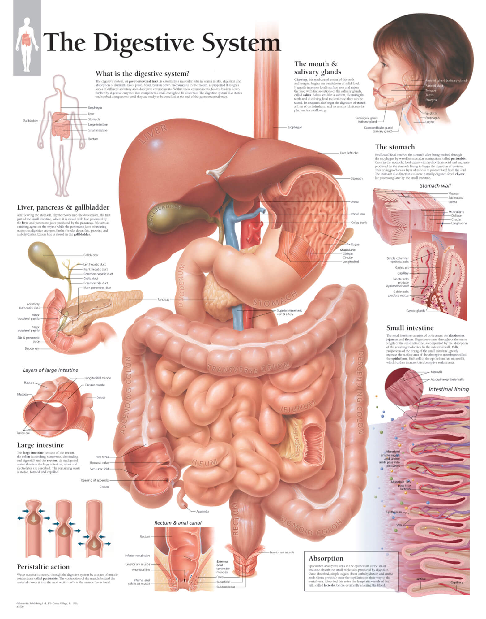 How To Zoom In On Your Digestive System Anatomy