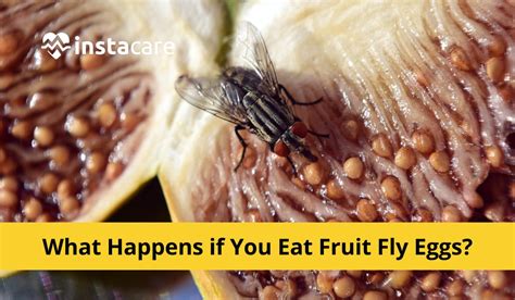 Do Flies Die When They Lay Eggs