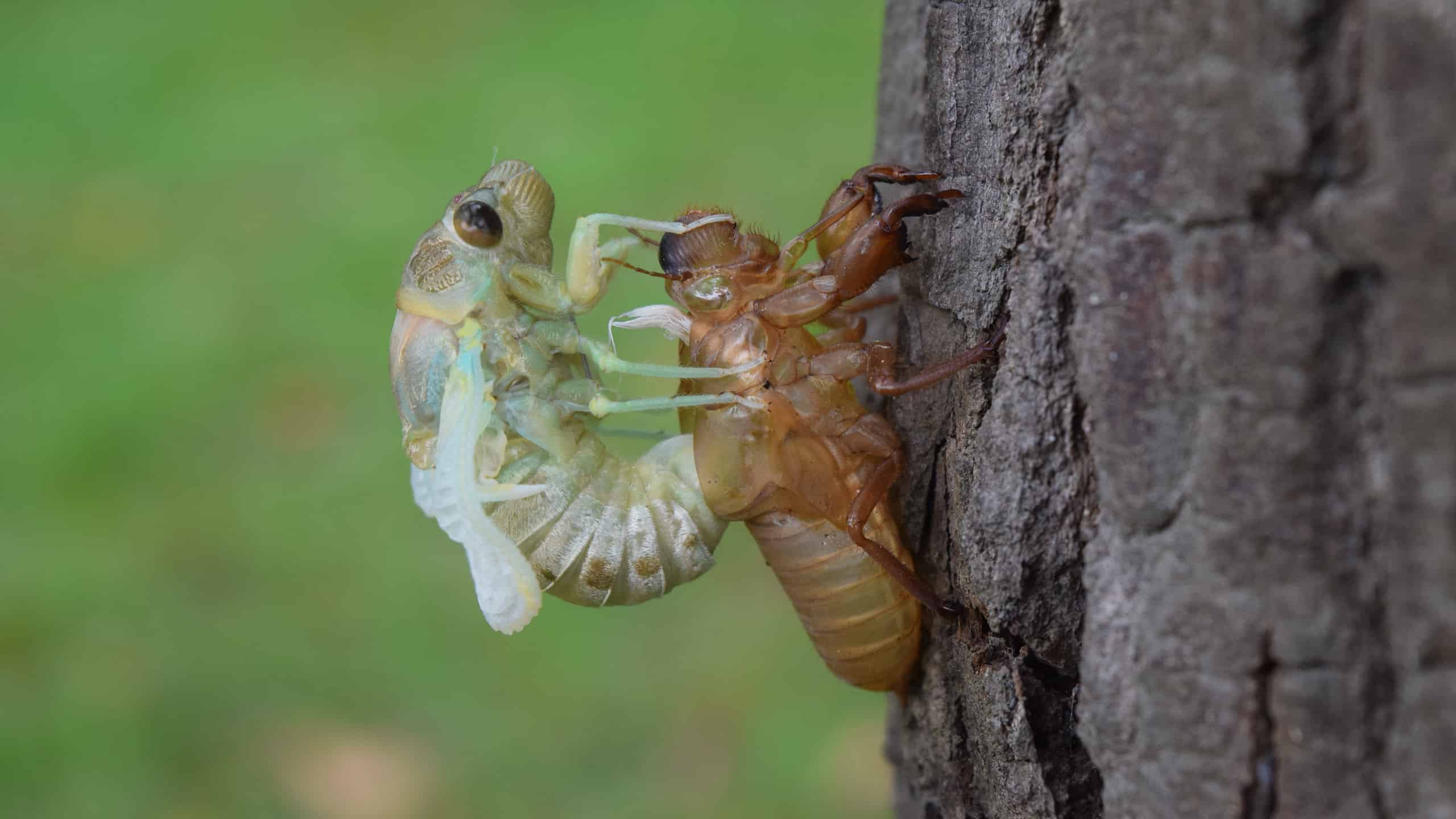 Does An Insect Molt How Do Insects Molt Why Do Insects Molt What Happens When Insects Molt A Guide To Insect Molting Insect Molting Explained Myths About Insect Molting Real Life Behavioral Examples Of Insect Molting Insect Molting Facts You Didn't Know Thinking Back To Biology Class Insect Molt