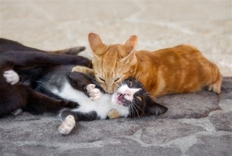 Do People Bite Each Other