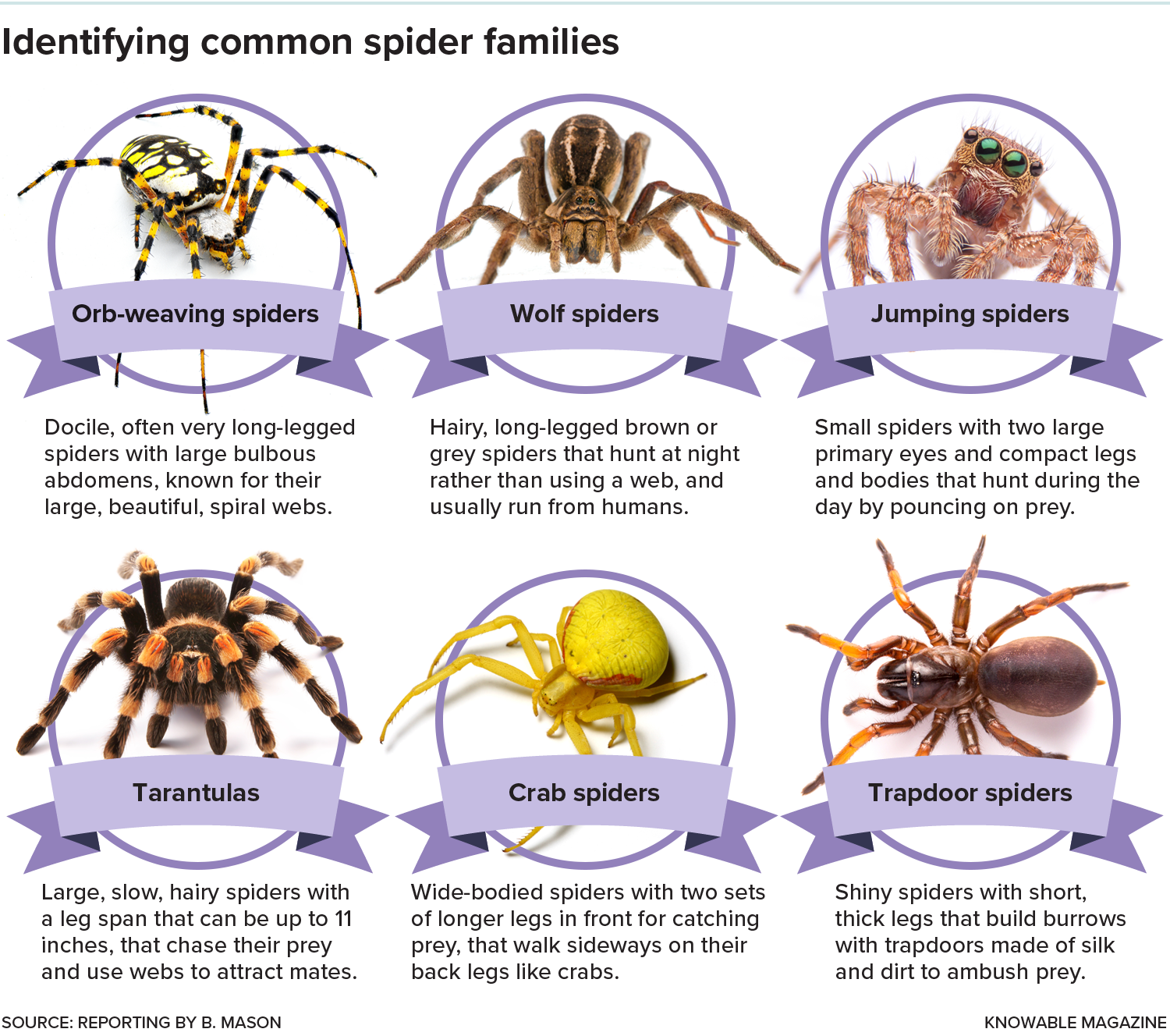 Do Spiders Have Queens Or Is It All An Act