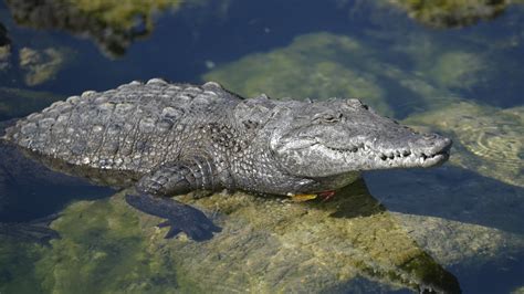 Do They Have Crocodiles In Florida
