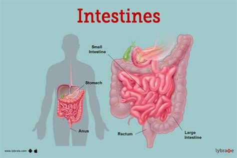 Do They Move Intestines During C Section