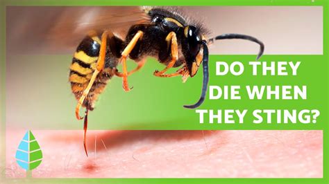 Do Wasps Live After They Sting