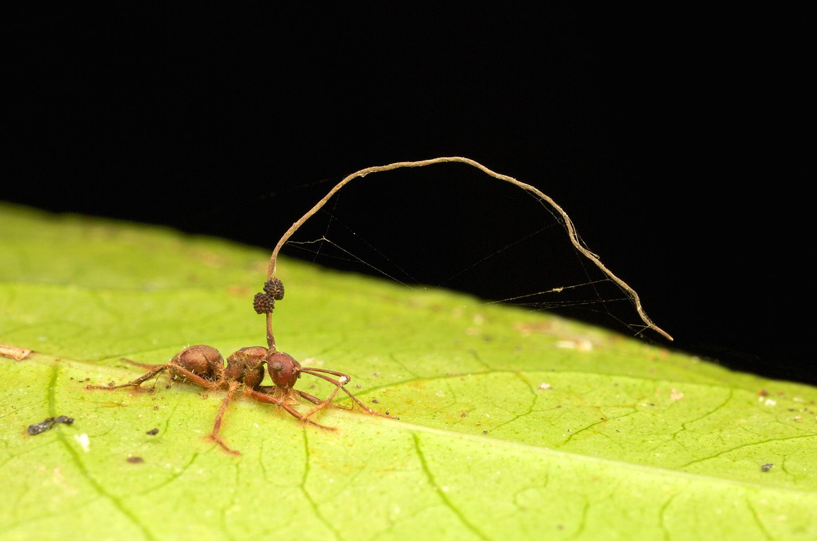 Are Zombie Insects Real And How Do Parasites Control Them
