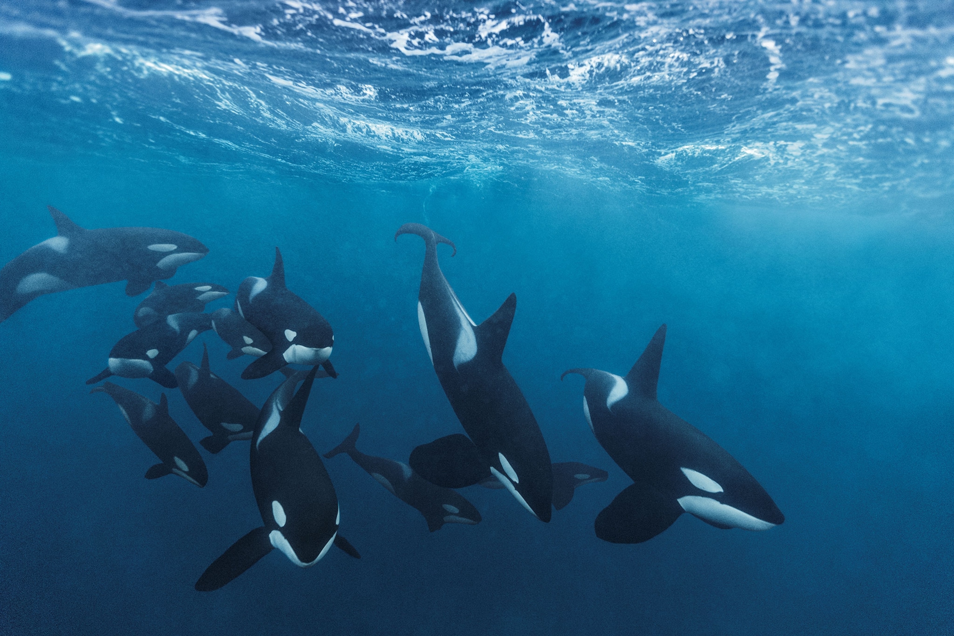 The Essential Documentary About Orcas You Cant Miss
