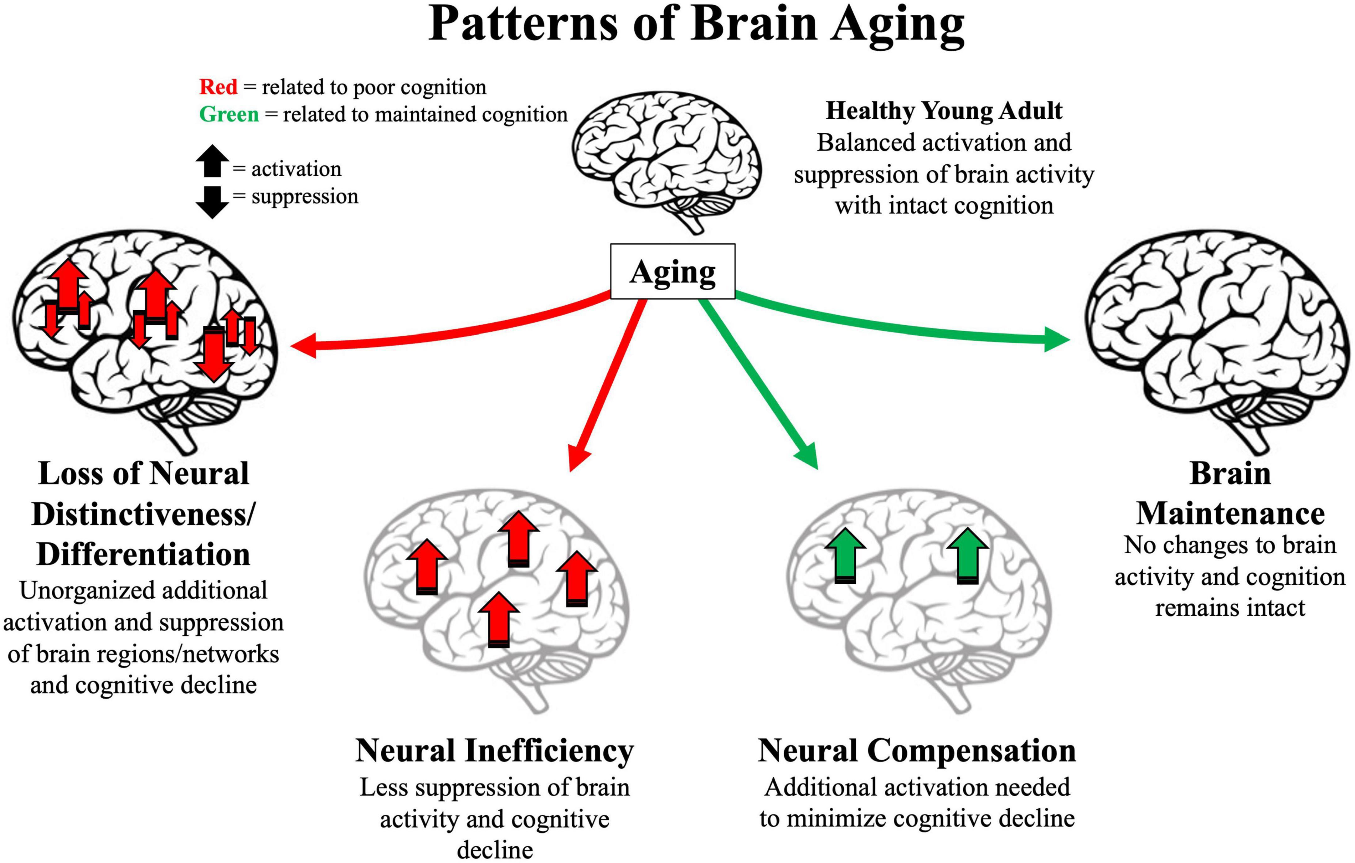 Does Aging Affect Intelligence Or Make Us Lose Our Edge