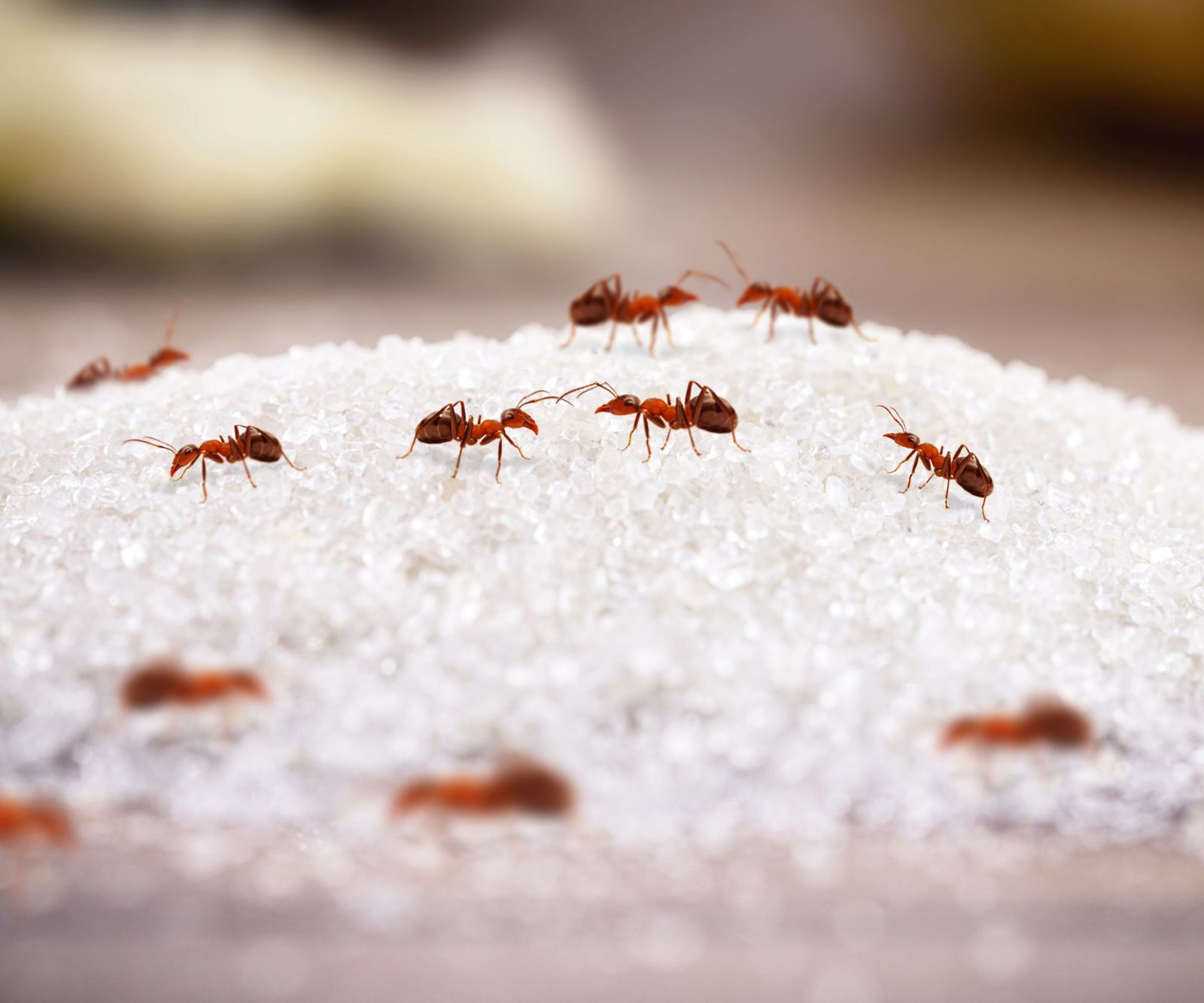 How Freezing Kills Ants