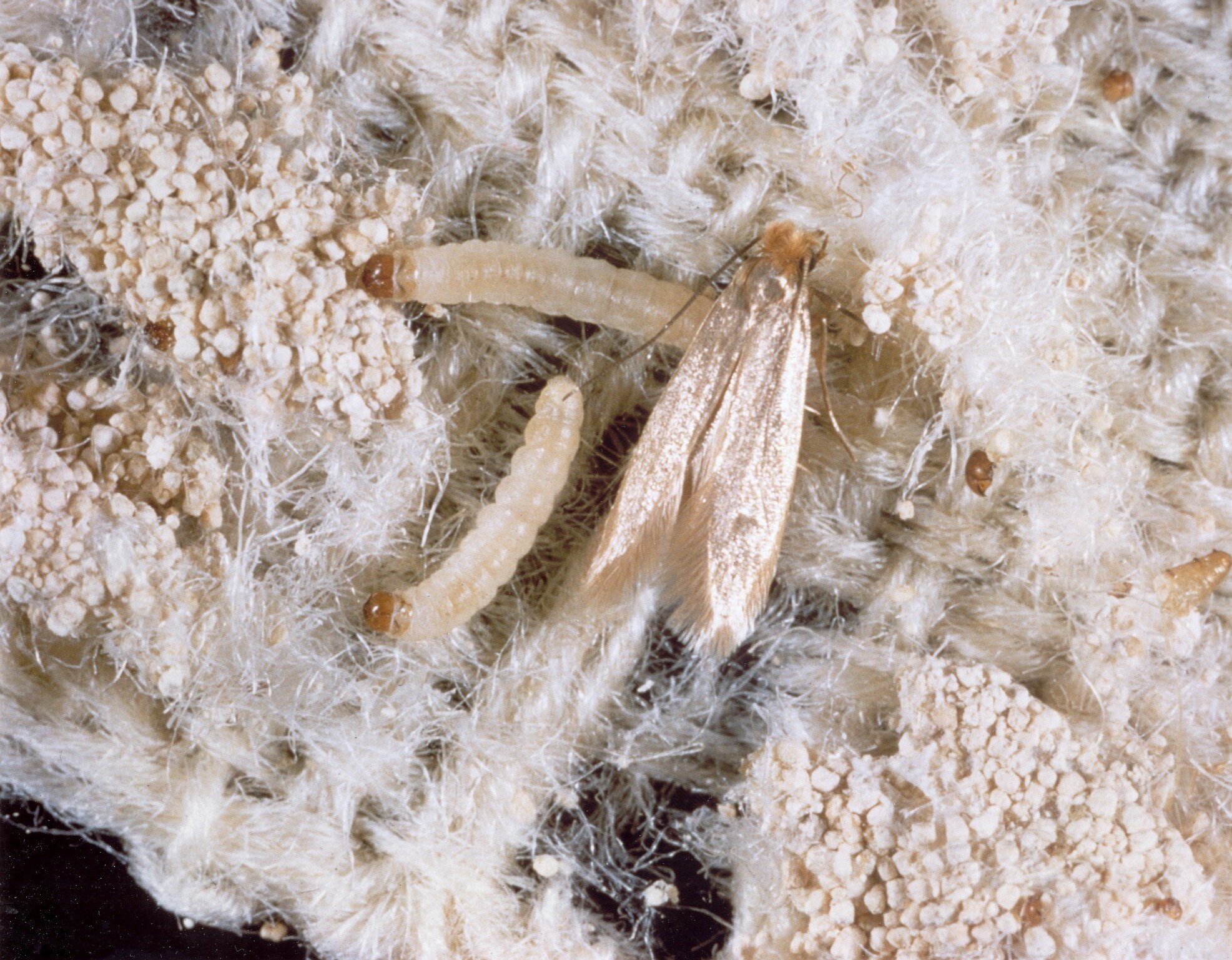 Does Freezing Kill Clothes Moth Eggs And Larvae For Good