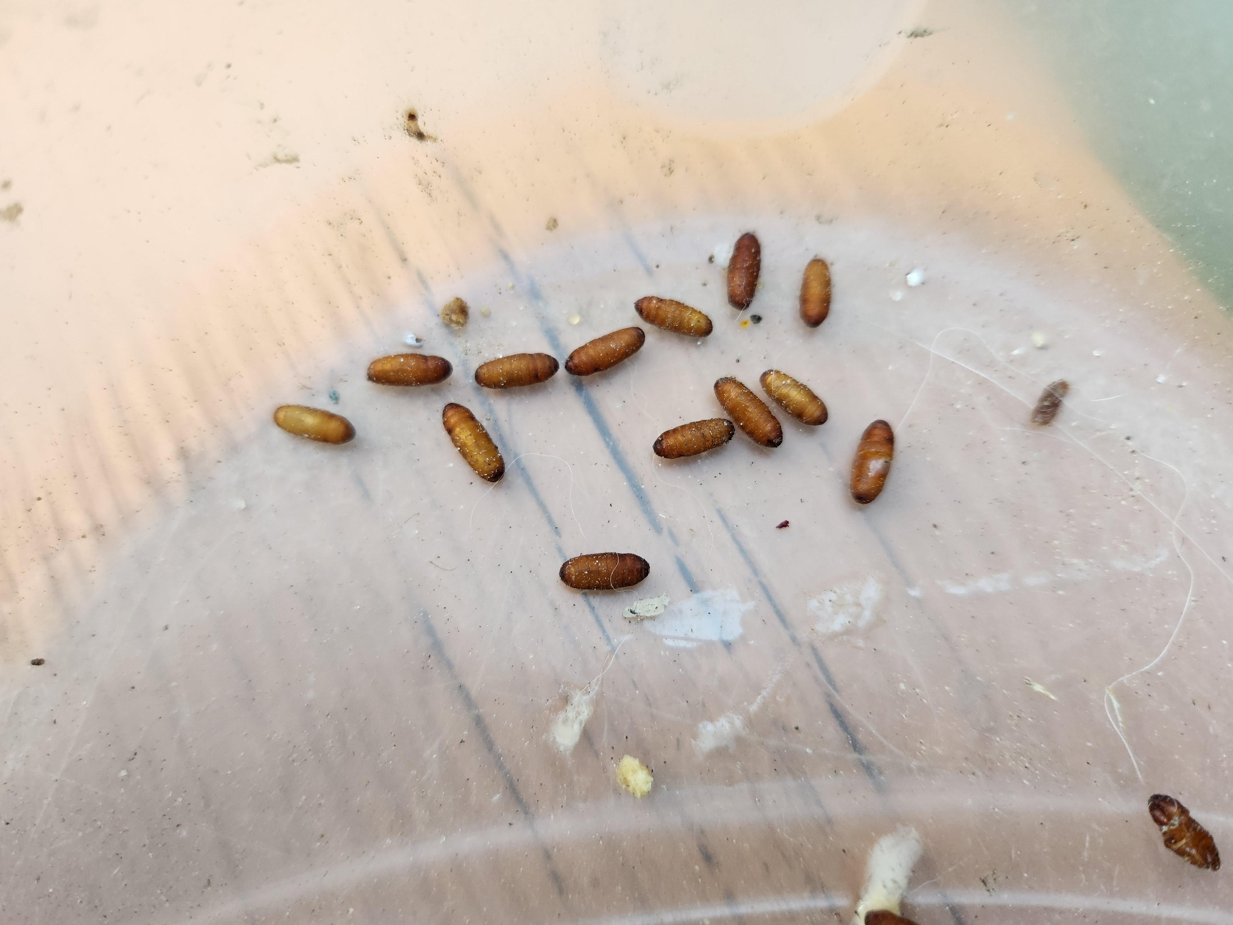 Killing Cockroach Eggs In The Freezer: What You Need To Know
