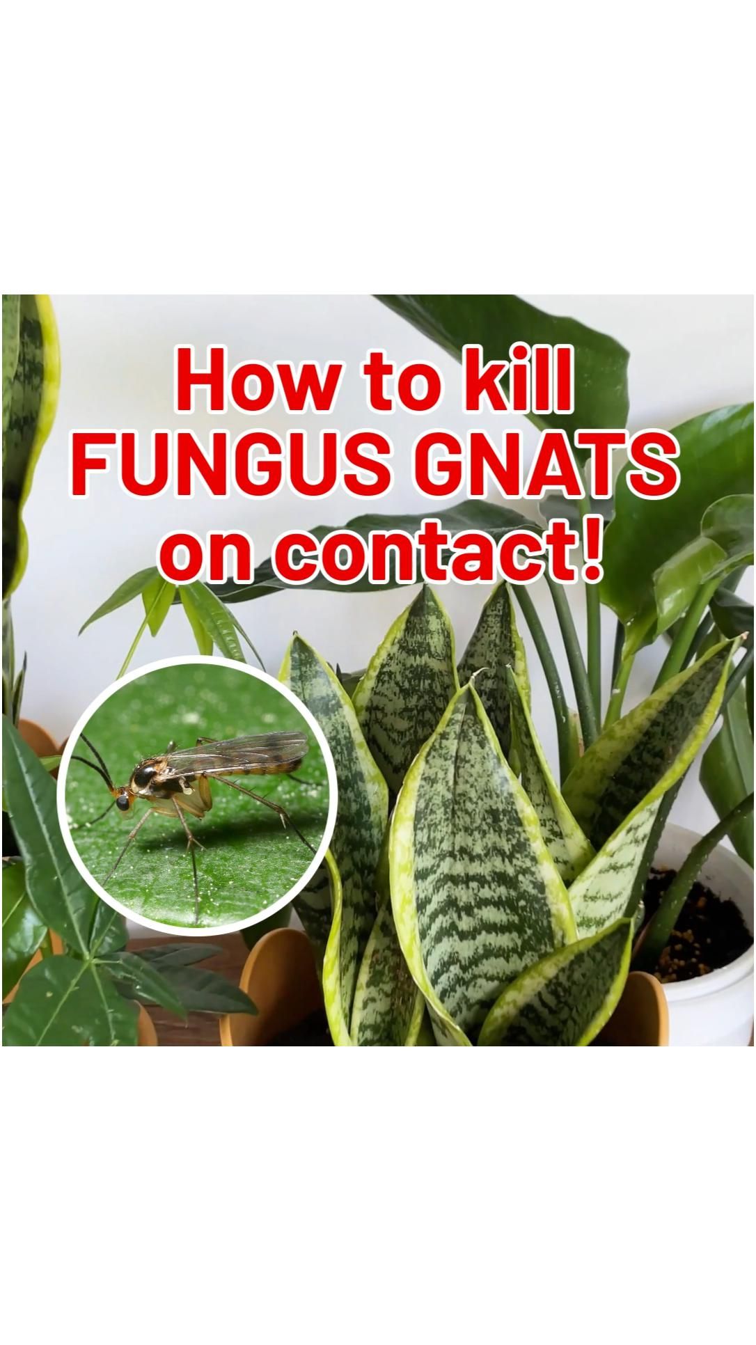 Can You Really Kill Fungus Gnats By Freezing Them Does Freezing Actually Work On Fungus Gnats Does Freezing Your Soil Eliminate Fungus Gnats A Homemade Freezer Bag Trap For Fungus Gnats