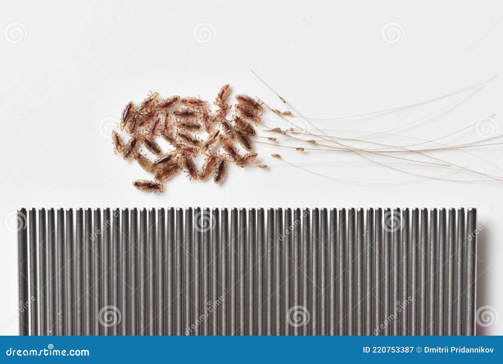 Does Freezing Kill Nits And Head Lice Eggs