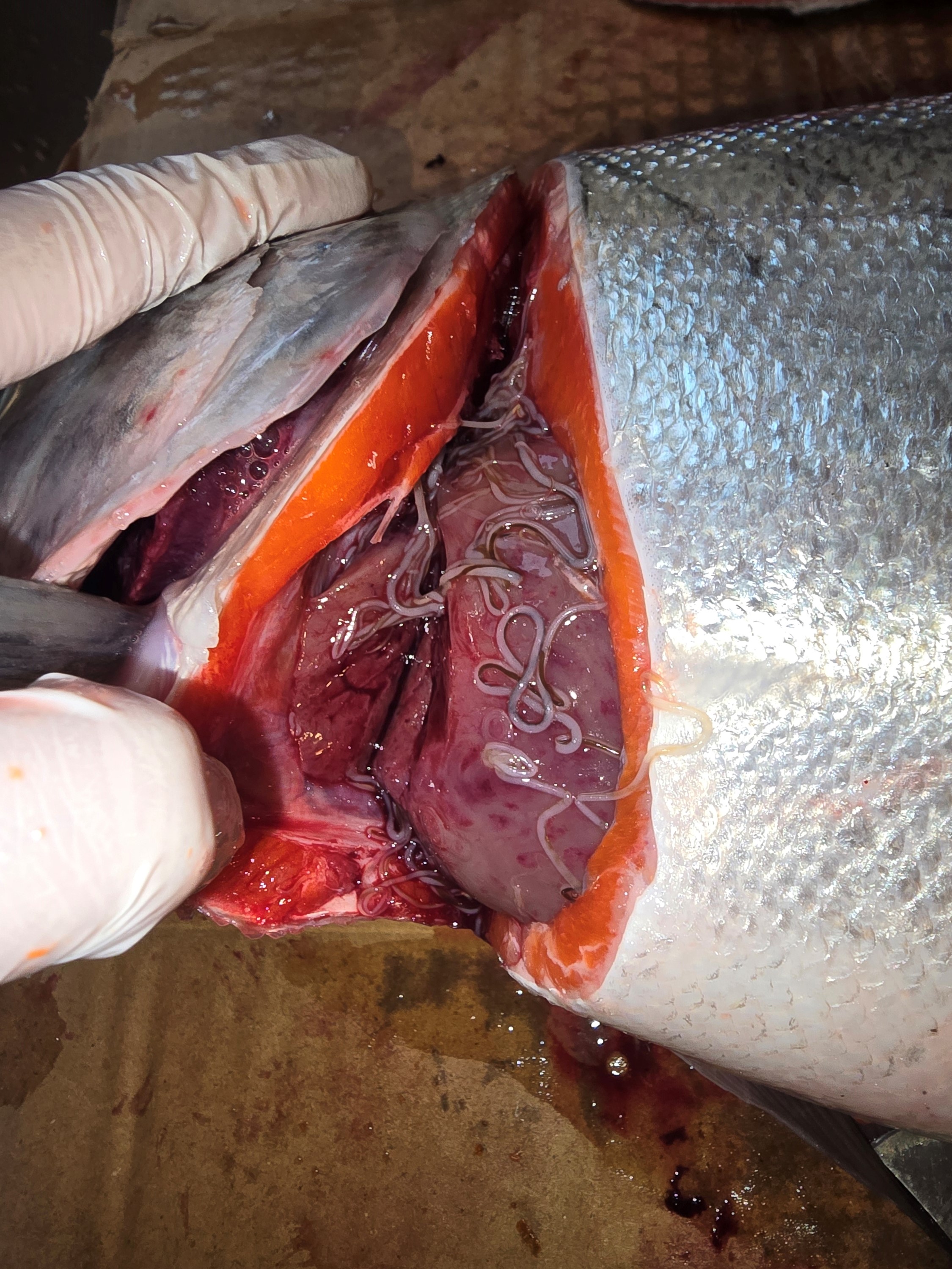 Does Freezing Kill Salmon Worms? The Simple Truth