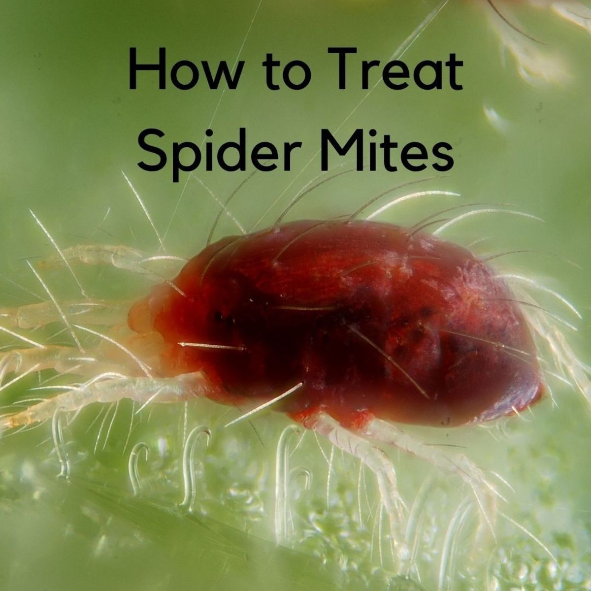Does Freezing Kill Spider Mites? The Cold Truth