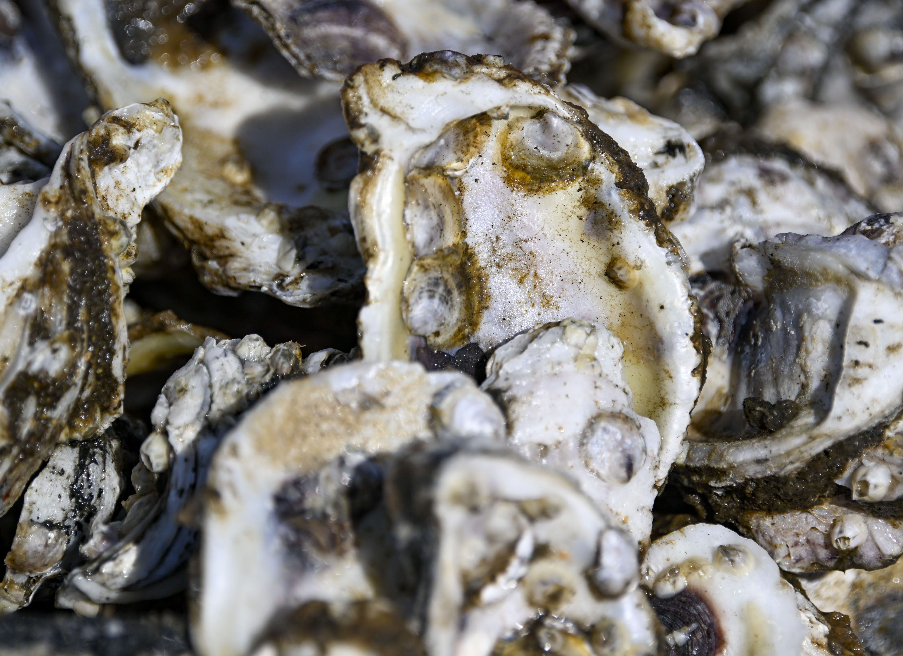 Does Freezing Kill Vibrio Vulnificus In Shellfish?