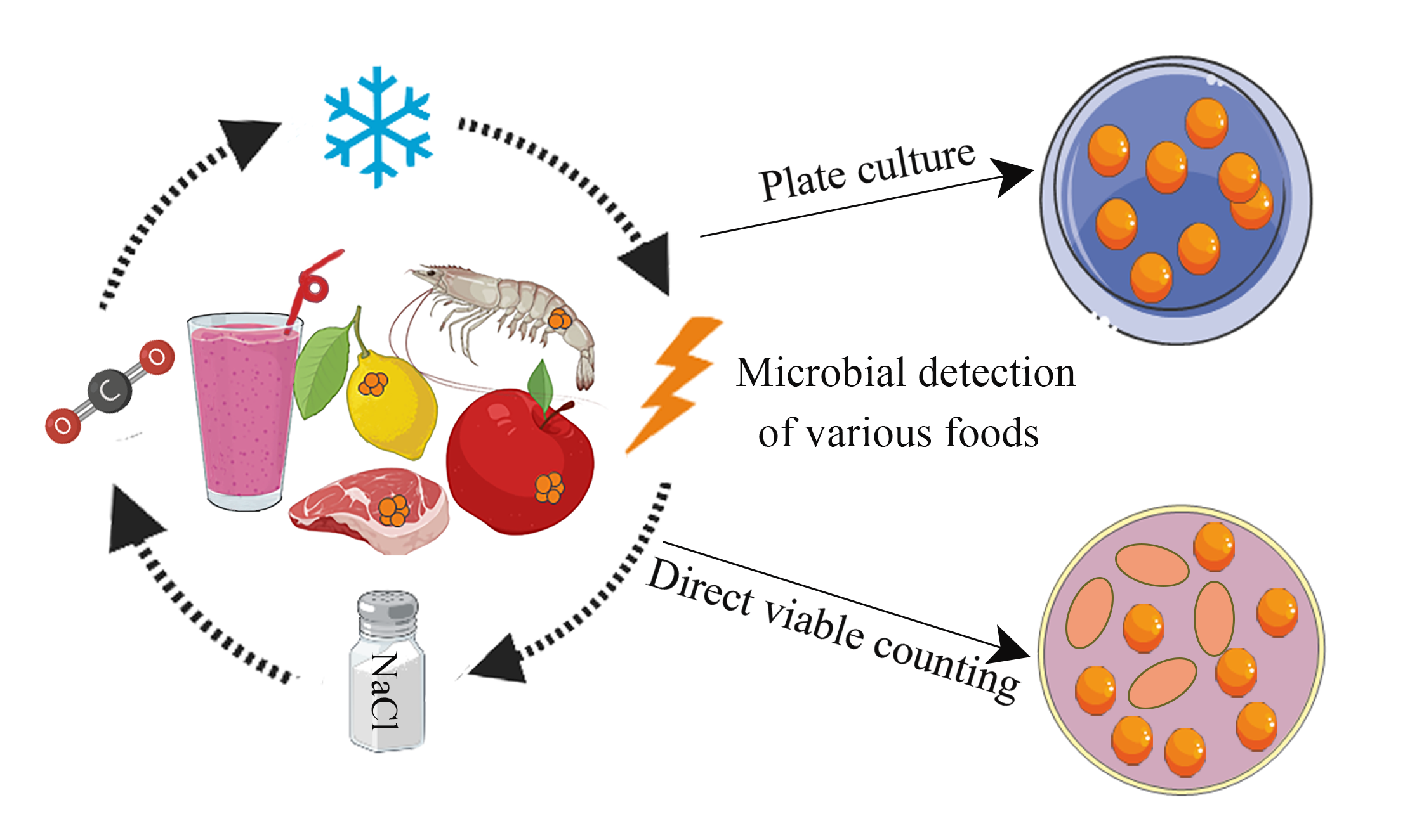 Does Freezing Really Kill Viruses And Bacteria On Food