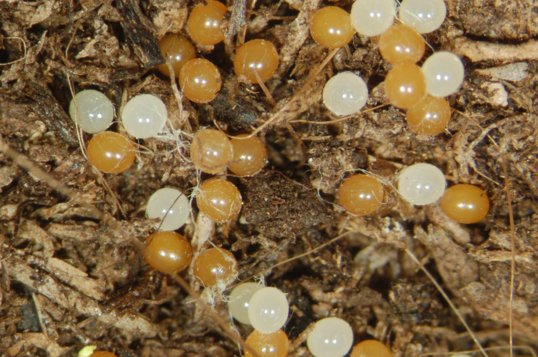 Does Freezing Kill Weevil Eggs: The Definitive Guide