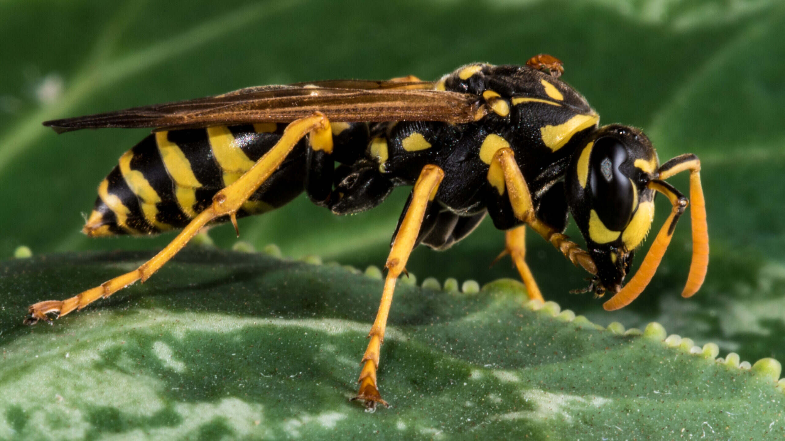 Does Freezing Kill Yellow Jackets