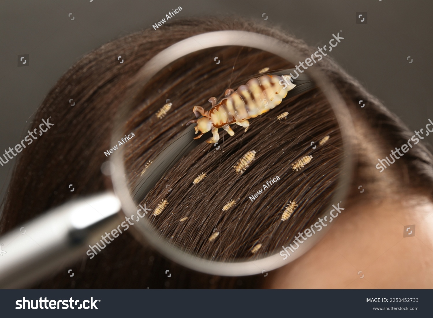 Does Washing Hair Remove Nits Effectively Does Washing Hair Kill Head Lice Eggs Can Washing Hair Actually Remove Nits What To Expect When Washing Out Nits Debunking Myths Does Washing Hair Remove Nits For Good Does Washing Hair Just Hide The Problem