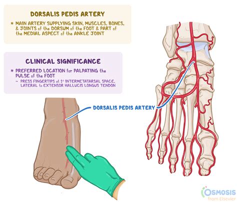 Dorsalis Pedis Artery