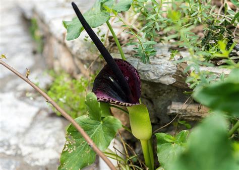 Dragon Lily: Nature's Mystical Bloom Unveiled