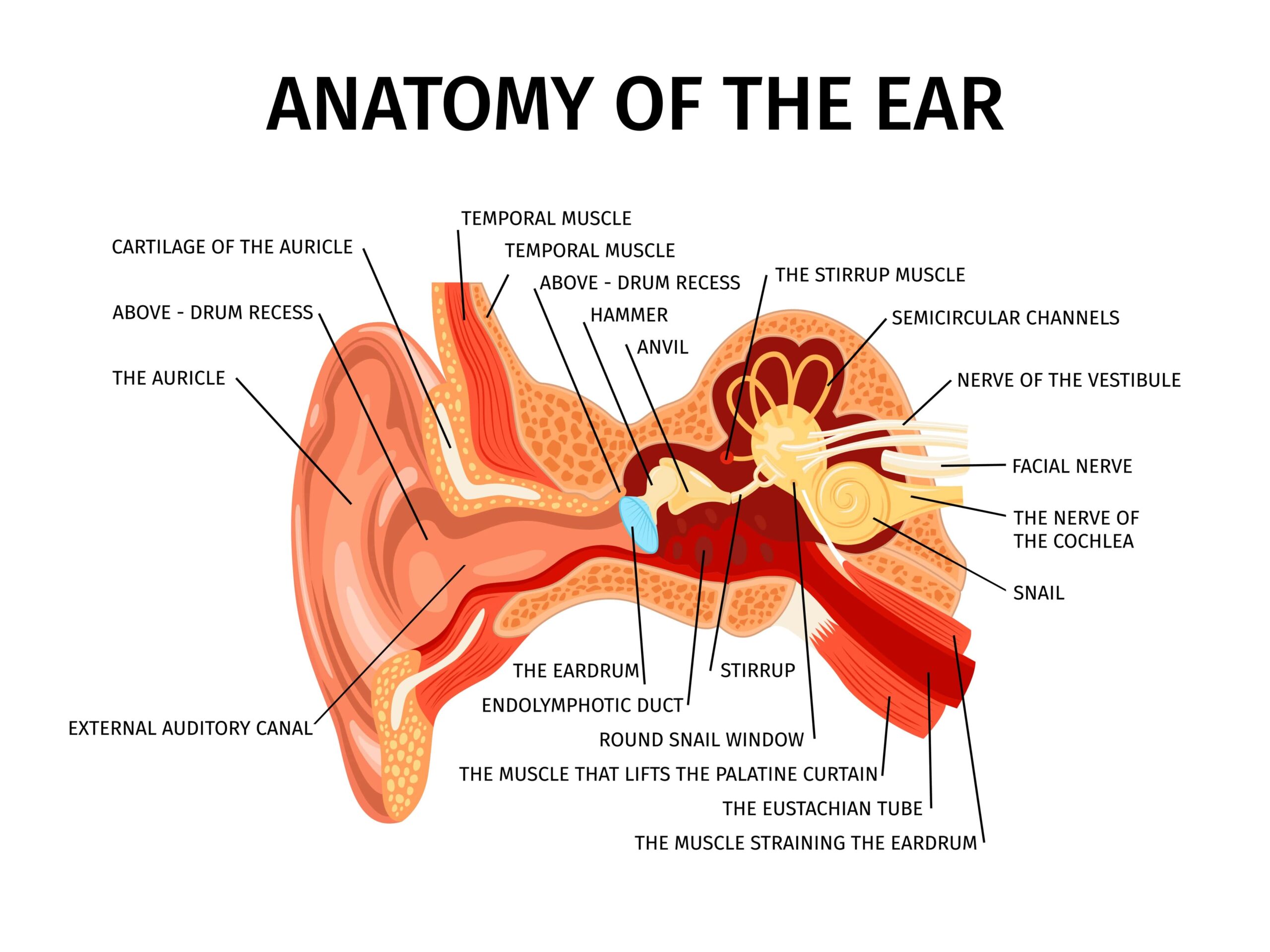 Eardrum Perforation Repair