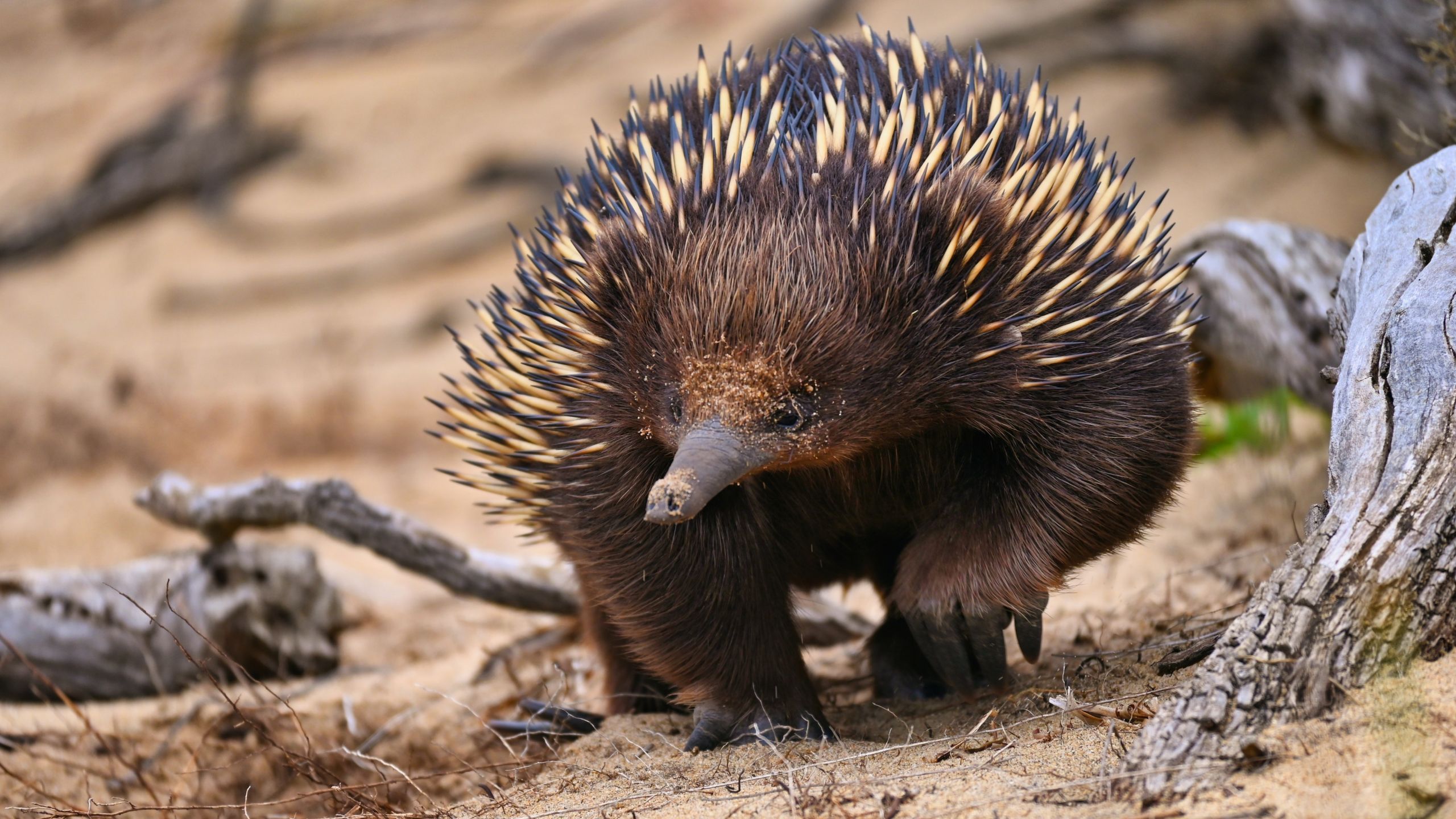 Echidna Are They Endangered