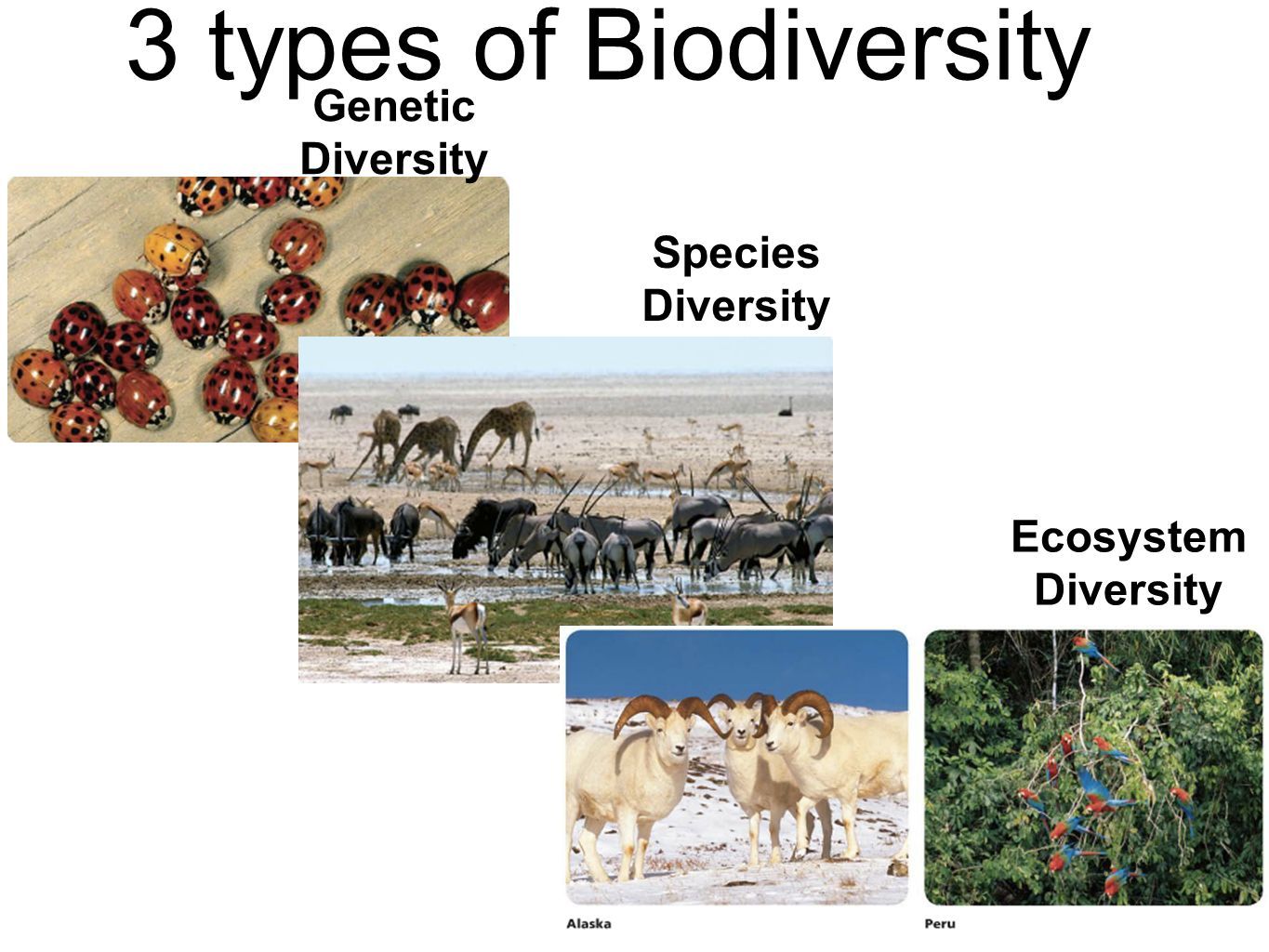 Ecosystem Of Madagascar