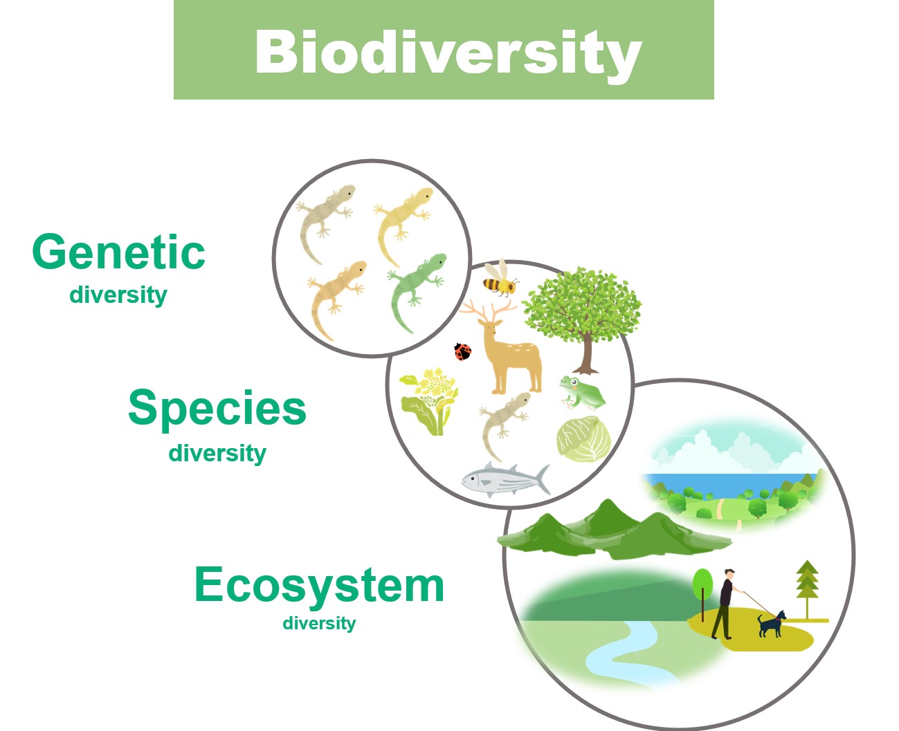 Ecosystem Of Pond