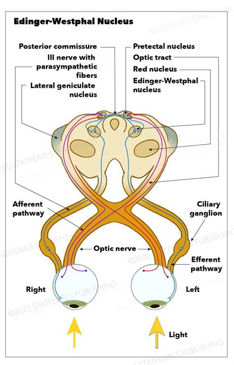Edinger Westphal Nucleus