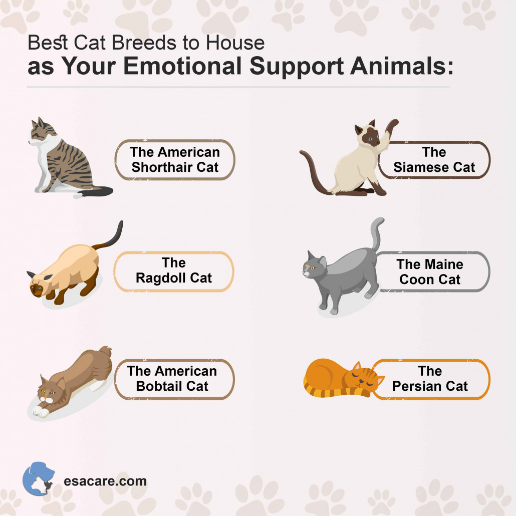 Emotional Regulation Worksheets