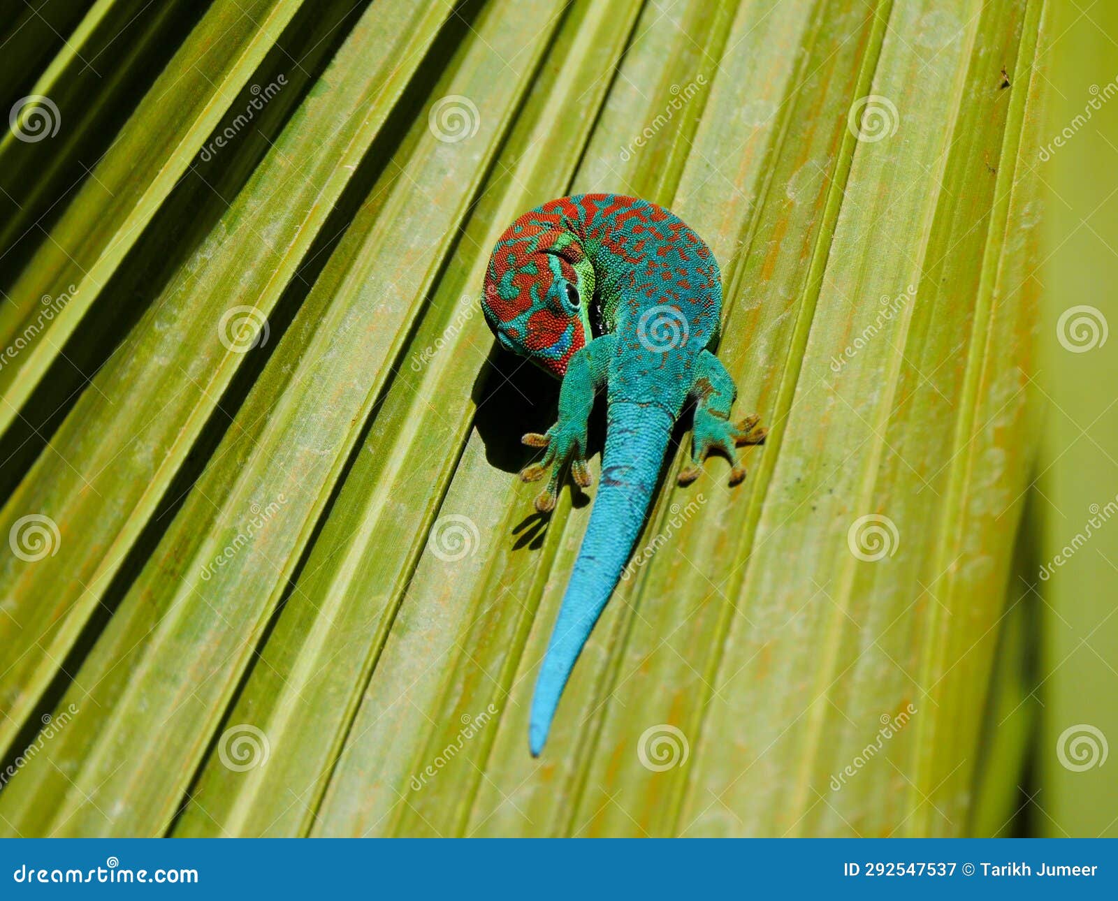 Endemic Example