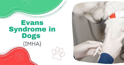 Evans Syndrome in Dogs: Uncovered Mysteries