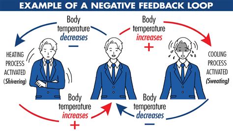 Unveiling Negative Feedback in the Body: Real Examples You Should Know