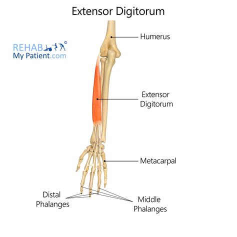 Unveiling the Hidden Power of the Extensor Digitorum Longus Muscle