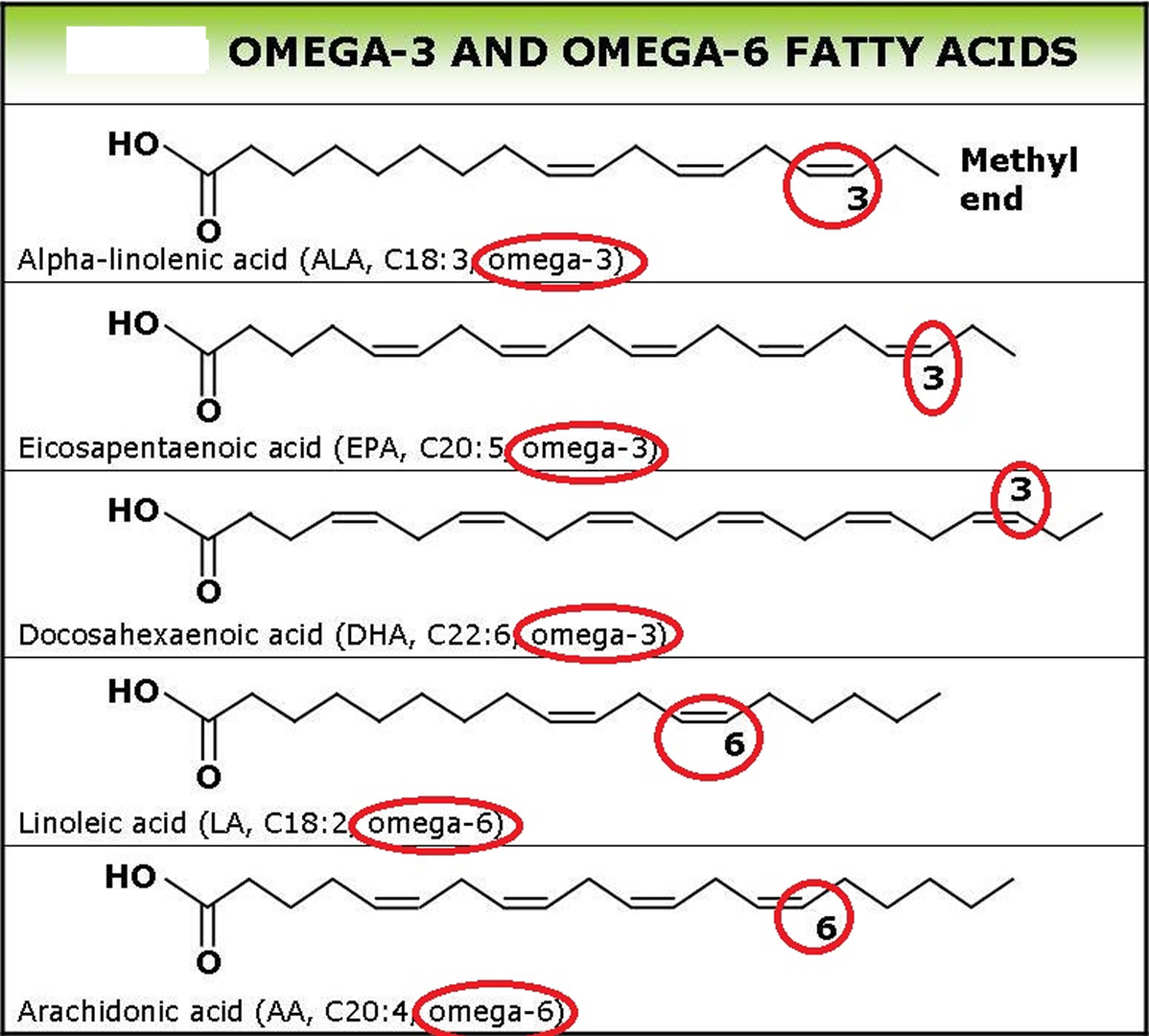 Fatty Liver Test