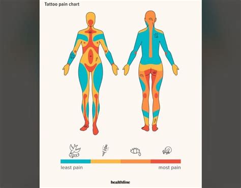 Female Tattoo Pain Chart How Does Cbd Work Nothing But Hemp Female Tattoo Pain Chart How Does Cbd Work Nothing But Hemp