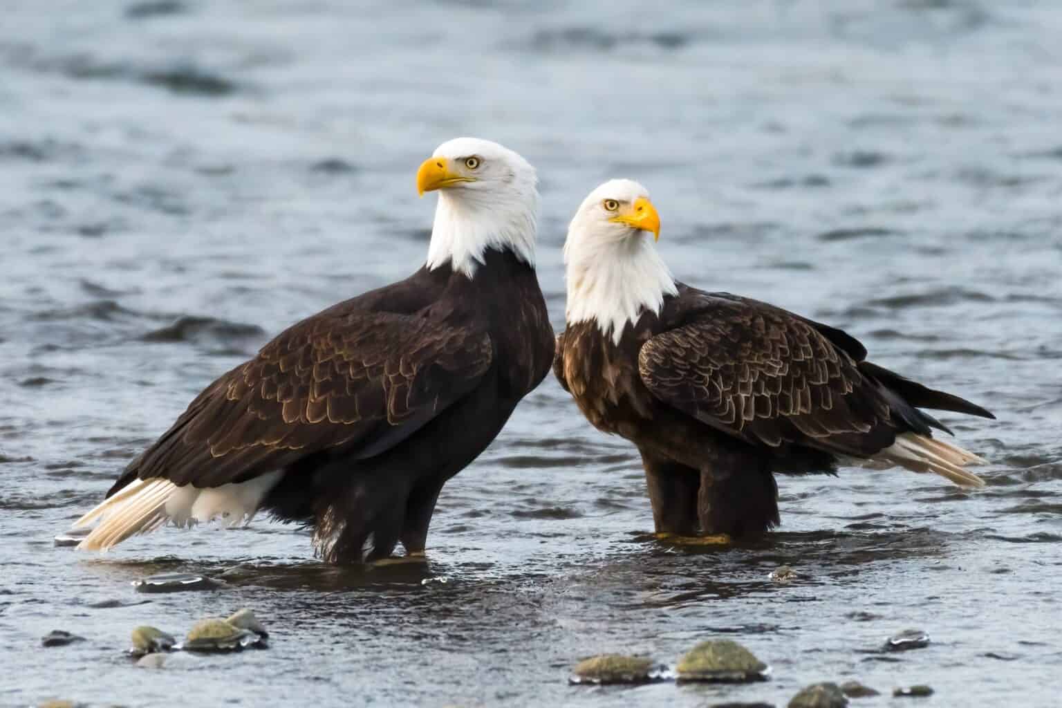 Female Vs Male Eagle: How Physical Differences Compare