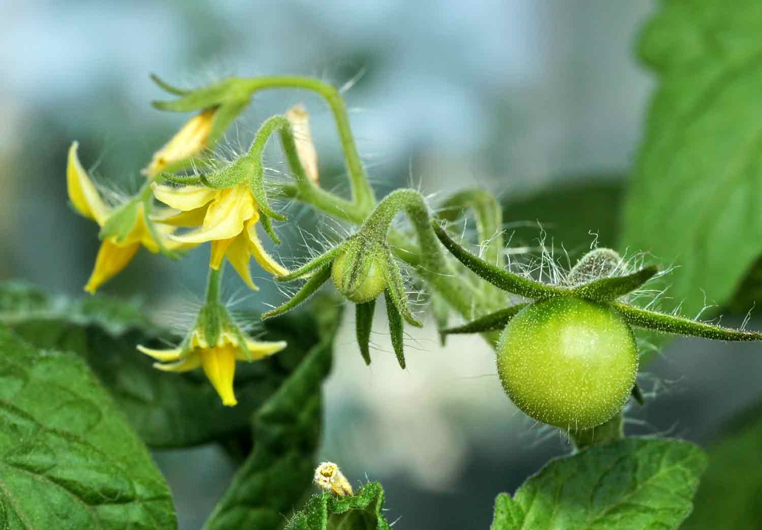 Flower In Sketch