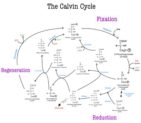 For Cycle Structure Inr