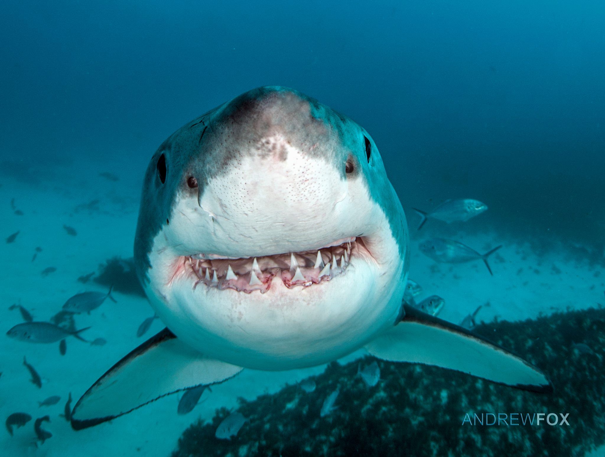 Happy Shark Pictures: Adorable Reel Footage Of Gentle Giants