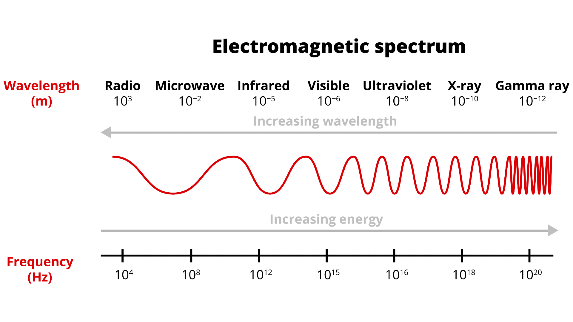 Function Of The Vitreous