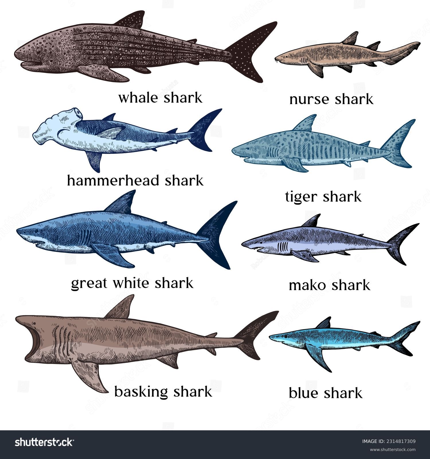 Meet The G Named Shark: How To Identify These Deep Sea Predators